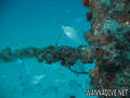 scuba diving photo
