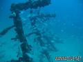 scuba diving photo