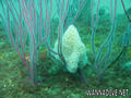 scuba diving photo