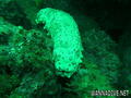 scuba diving photo