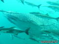 scuba diving photo