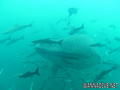 scuba diving photo
