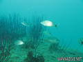 scuba diving photo