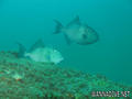 scuba diving photo