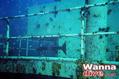 scuba diving photo