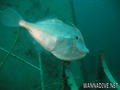 scuba diving photo