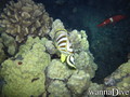 scuba diving photo