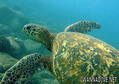 scuba diving photo