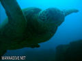 scuba diving photo