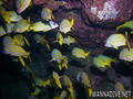 scuba diving photo