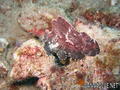scuba diving photo
