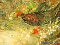 scuba diving photo