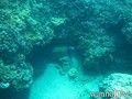 scuba diving photo