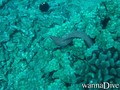 scuba diving photo