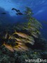 scuba diving photo