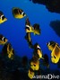 scuba diving photo