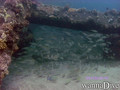 scuba diving photo