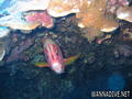 scuba diving photo