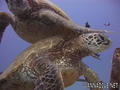 scuba diving photo