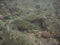 scuba diving photo