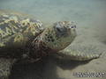 scuba diving photo