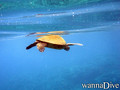 scuba diving photo