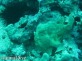 scuba diving photo