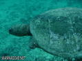 scuba diving photo