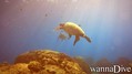 scuba diving photo