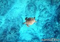 scuba diving photo