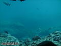 scuba diving photo