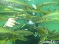 scuba diving photo