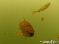 scuba diving photo