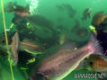 scuba diving photo