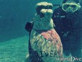 scuba diving photo