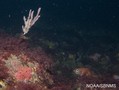 scuba diving photo