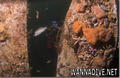 scuba diving photo