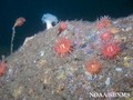 scuba diving photo