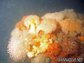 scuba diving photo