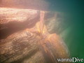 scuba diving photo