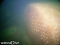 scuba diving photo
