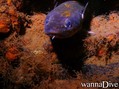 scuba diving photo