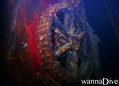 scuba diving photo