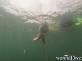 scuba diving photo