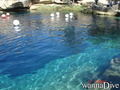scuba diving photo