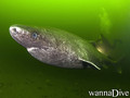 scuba diving photo