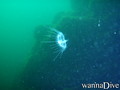 scuba diving photo