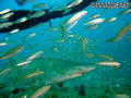 scuba diving photo