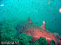 scuba diving photo