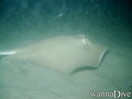 scuba diving photo
